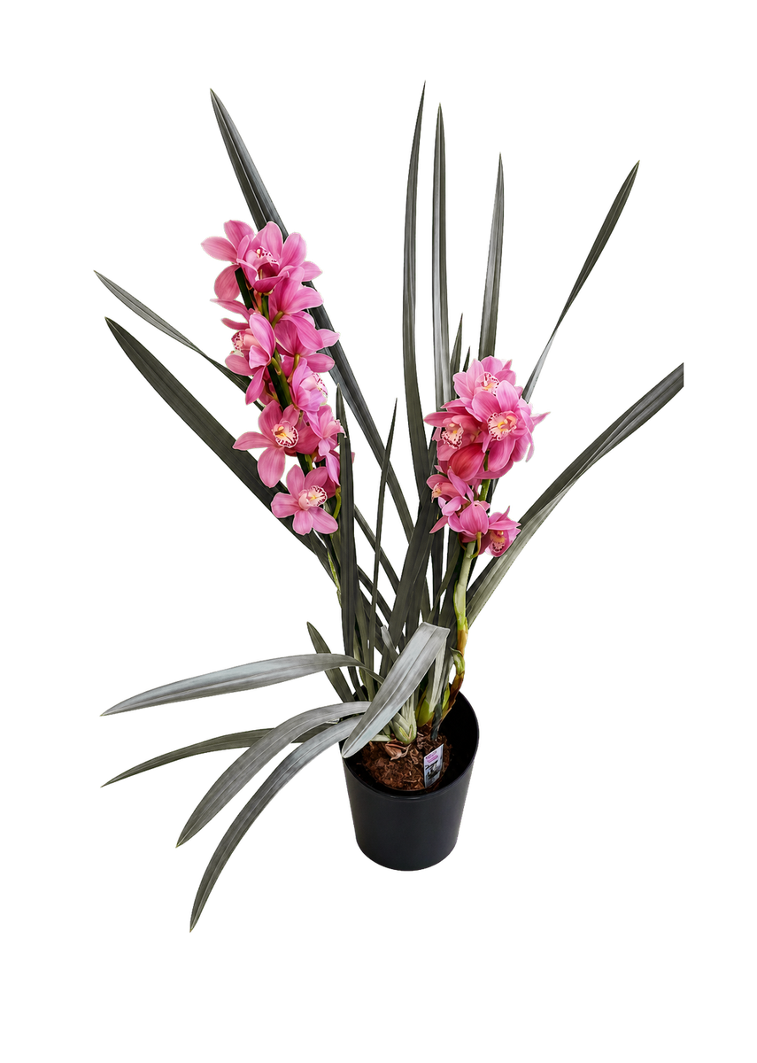 Орхидея Cymbidium в розово